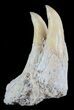 Unusual Fossil Fossil Fish (Brychaetus) Teeth - Morocco #50537-1